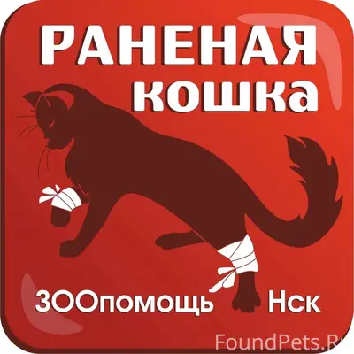 Найден кот, улица Планировочная 1/2