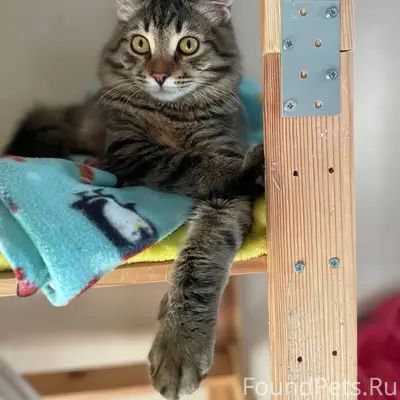 Пропал кот, район детской поликлиники