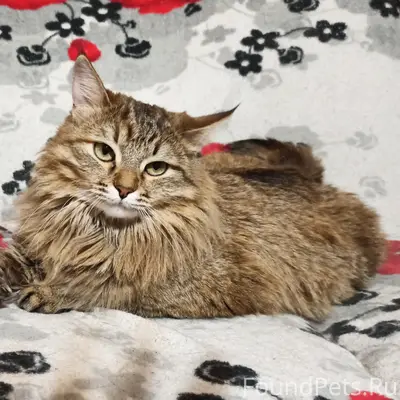 Пропала кошка Стеша, Новоульяновск