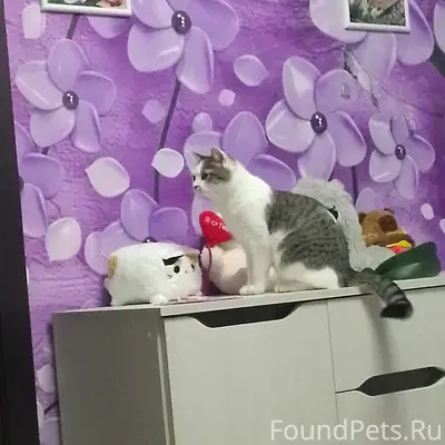 Пропала кошка, белое пятнышко на спинке
