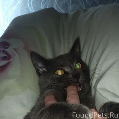 Пропала кошка Лулу, ул. Байкаринская