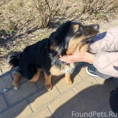 Найдена маленькая собака, Воронеж, ЖК «Берег»