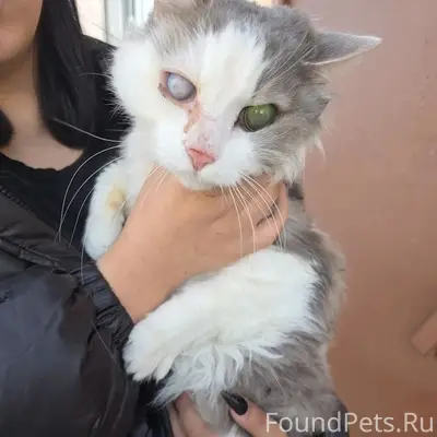 Найден кот, Кировский район