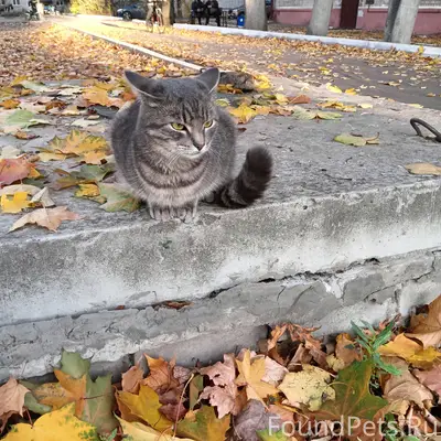 Пропал домашний котик, район площади Ленина