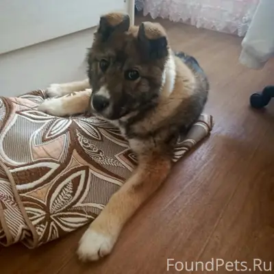 Найден щенок, Золина гора