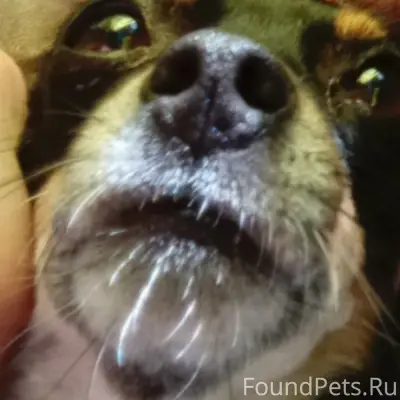 Пропала собака пинчер, улица Менжинского