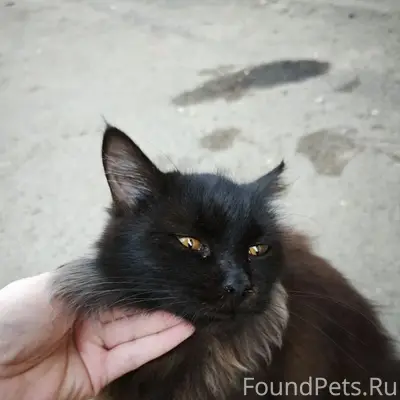 Найден кот, 4-ая Курская