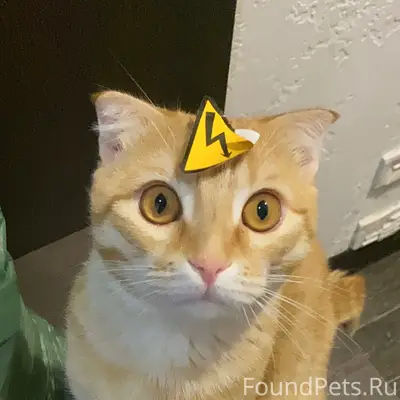 Пропал кот Паша, 25 мкр
