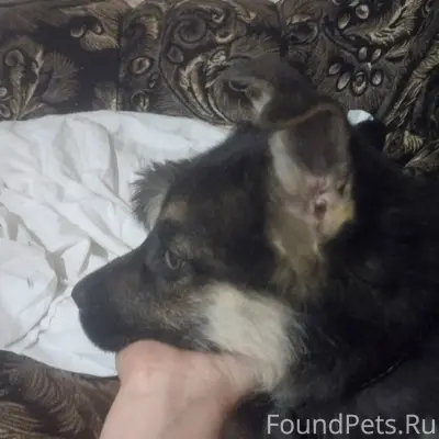 Пропала собака Милка