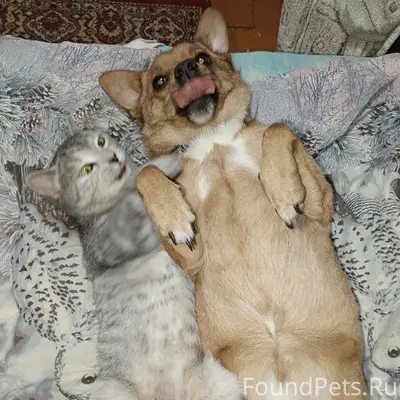 Пропала рыжая собака, метис Джек Рассел, район Соборной площади