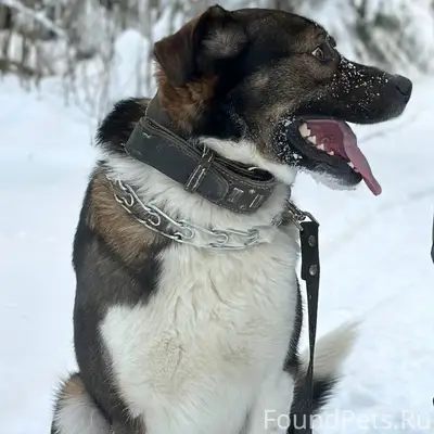 Пропала собака, Седеево, Кохма