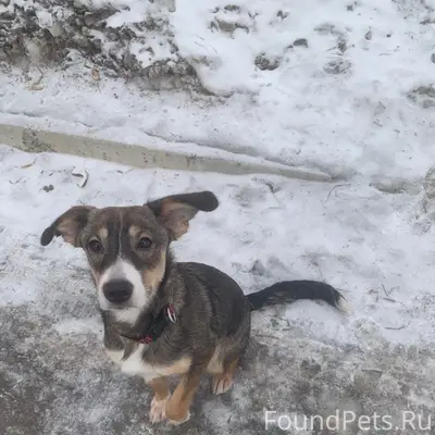 Найдена собака, Свердловский район