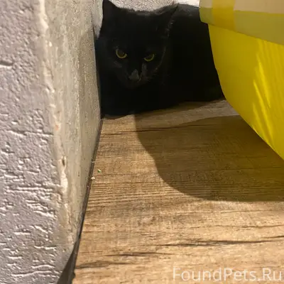 Найдена чёрная кошка, Мурманск, ул. Капитана Маклакова