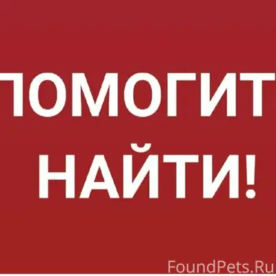 Пропал старый добрый пёс, Взлетка, Северный