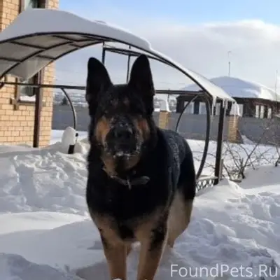 Пропал пёс-овчарка, звоните 89048463525