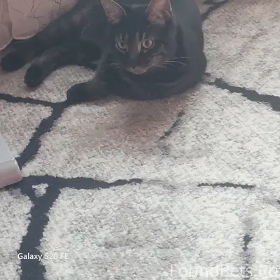 Пропал кот, ул. Сиреневая