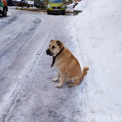 Найден кобель, Верхние Печеры