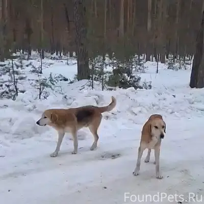 Пропали русские гончие, Кочетовский лес