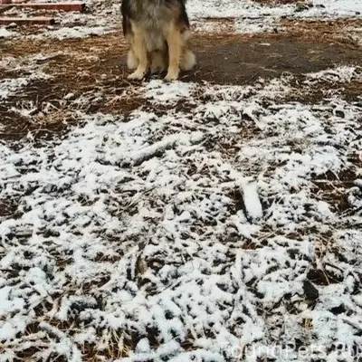 Пропал пёс Тима, Калинина 133