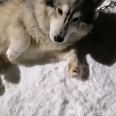 Пропал пёс Рекс