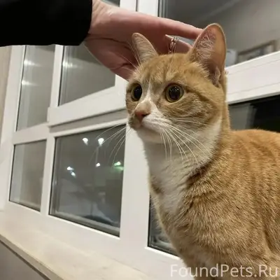 Найдена домашняя кошка, Саранск