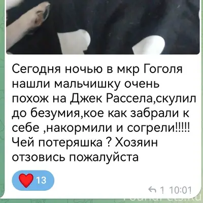 Найден тип собака, место не указано