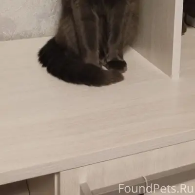 Пропал кот Мишка, район Ленинградской и Транспортной