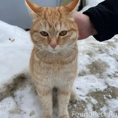 Найден котёнок, улица Ивана Сусанина