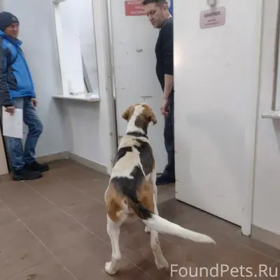 Найден кобель, Краснофлотский