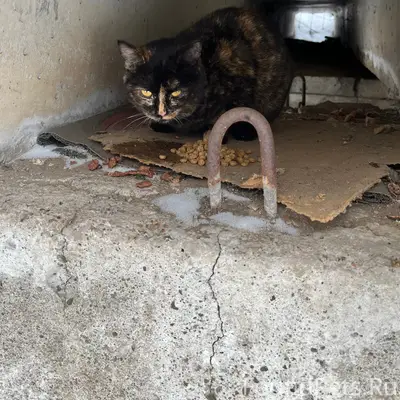 Найдена кошка, Ленинский район