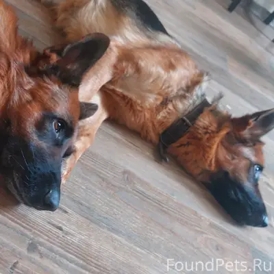 Пропали немецкие овчарки, Николаевка