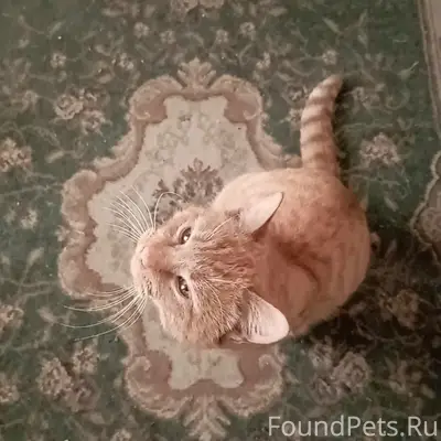 Найдена кошка, Батайск, район Восточный