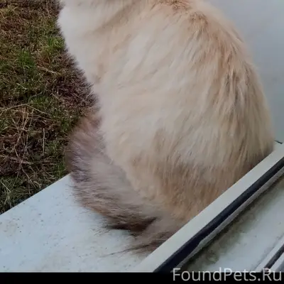 Пропал Невская маскарадная, центр