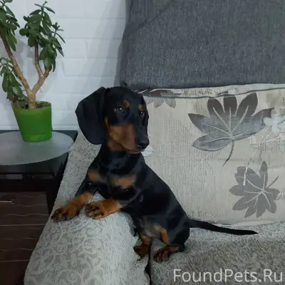 Пропал мальчик такса Тима, улица Залетная