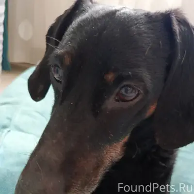 Найден такс, телефон для связи: +79787193536