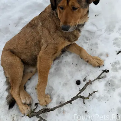 Найдена собака