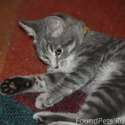 Пропал котёнок Бенни, есть жёлтый ошейник