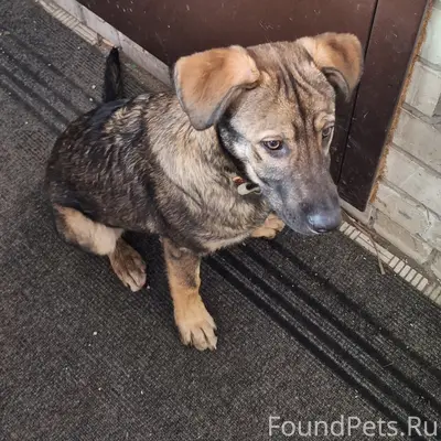 Пропал пёс, Саратовское шоссе 53