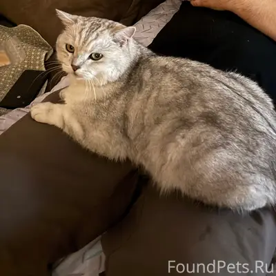 Пропал кот Кузя, ул. Юбилейная/Транспортная