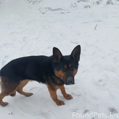 Пропала собака, пропала около ДК Ленина