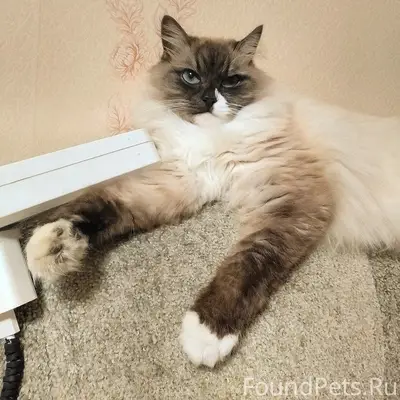 Пропал сиамский кот Симба, район маяк