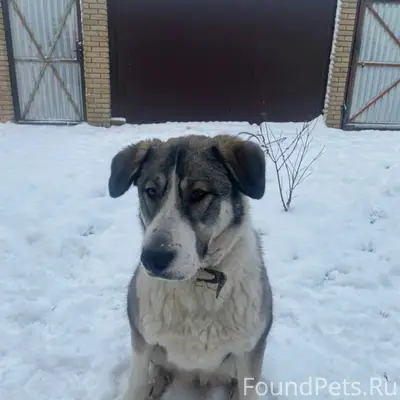 Пропала собака, район погра