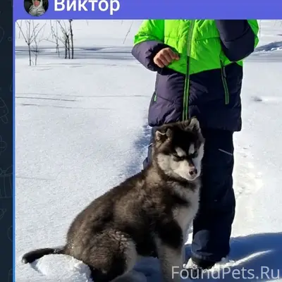 Пропал щенок хаски, Горно-Алтайск