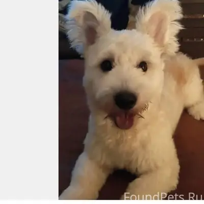 Пропала собака Василиса, Нижняя Дубрава