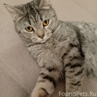 Найдена кошка, ул. Самарская
