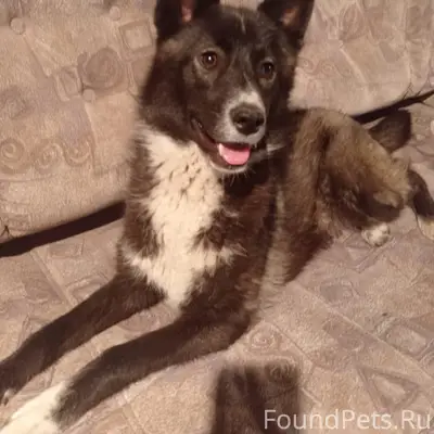 Пропала собака Бетти, улица Коняева