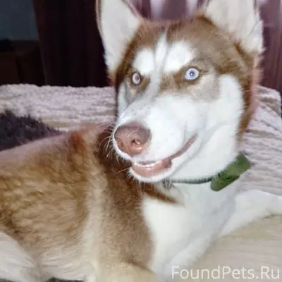 Пропал Марсель, собака, Стригуны