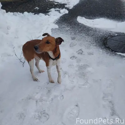 Пропала собака, проезд Лакина