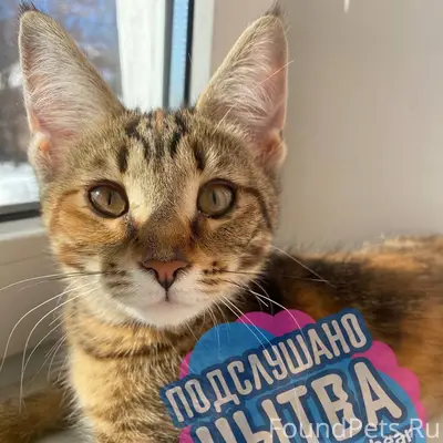 Пропала кошка, улица Коммунистическая, Подмазуевка