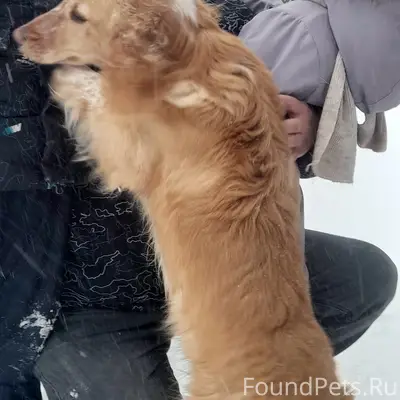 Пропал русский спаниель Рекс, Верещагино